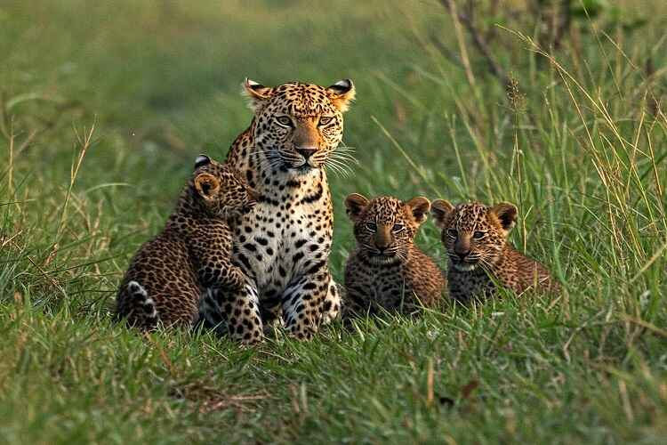 Pilibhit Tiger Reserve Wildlife Weekend Safari(2 Days / 1 Night)